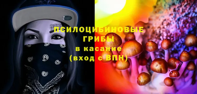 Галлюциногенные грибы Cubensis  закладки  Георгиевск 